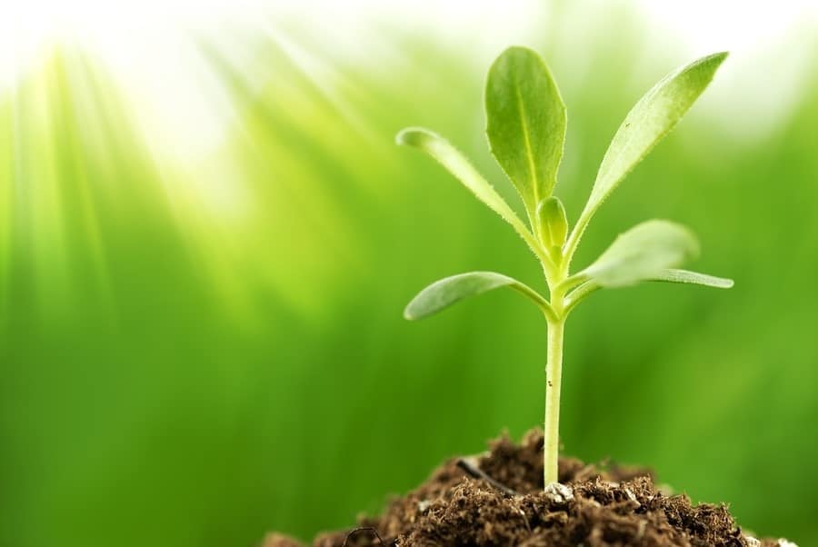 Growing gratitude