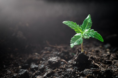 Marijuana growing out of the ground.
