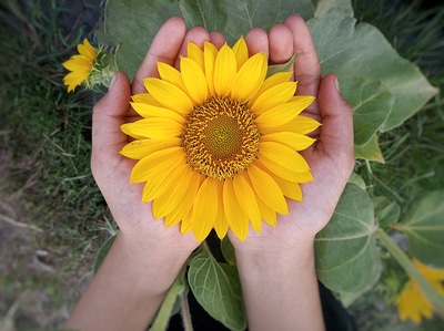 Sunflower.